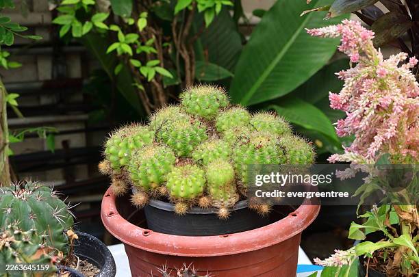 This little barrel cactus doesn't know the meaning of personal space, and we love it for that.