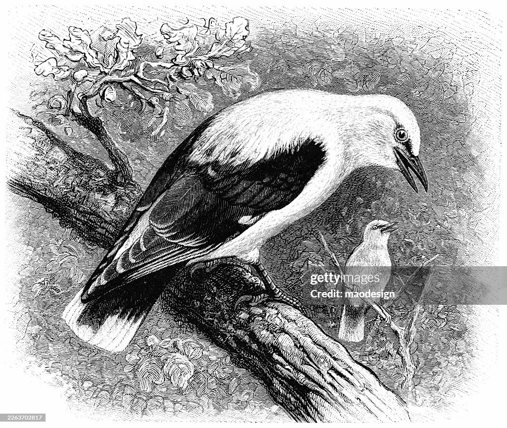 White-tailed Eagle – Haliaeetus albicilla (1890)