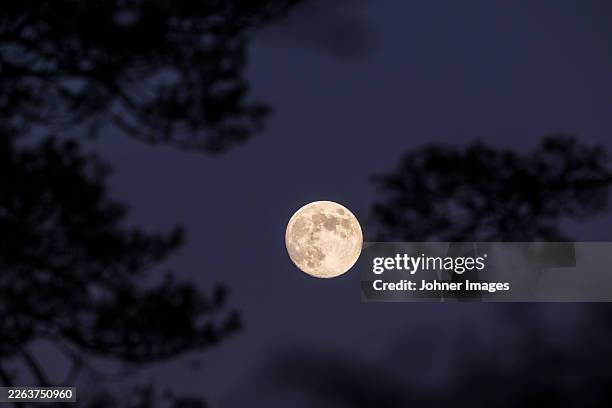idyllic view of full moon shining in sky at night - moonlight stock pictures, royalty-free photos & images