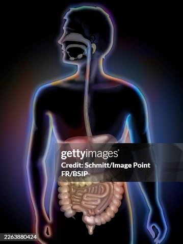 Digestive Digestive