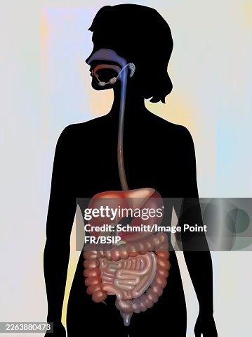 Digestive Digestive