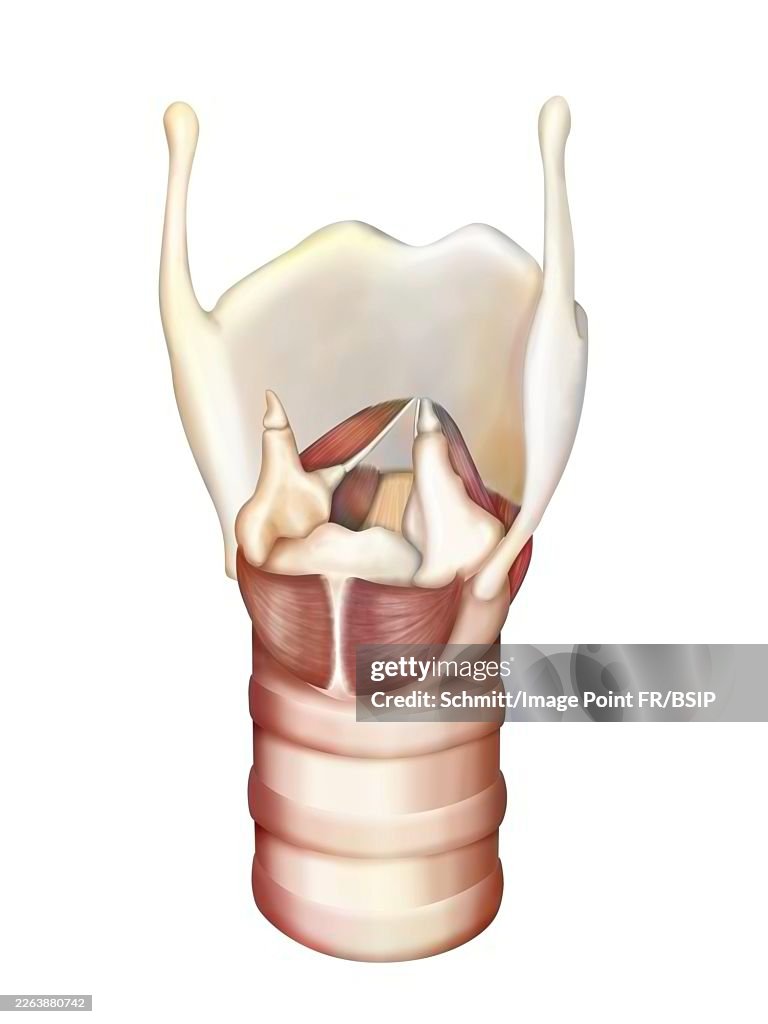 Larynx