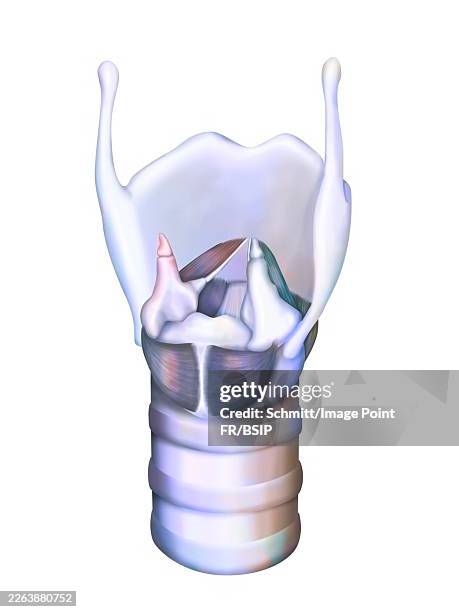 larynx - thyroid cartilage stock illustrations