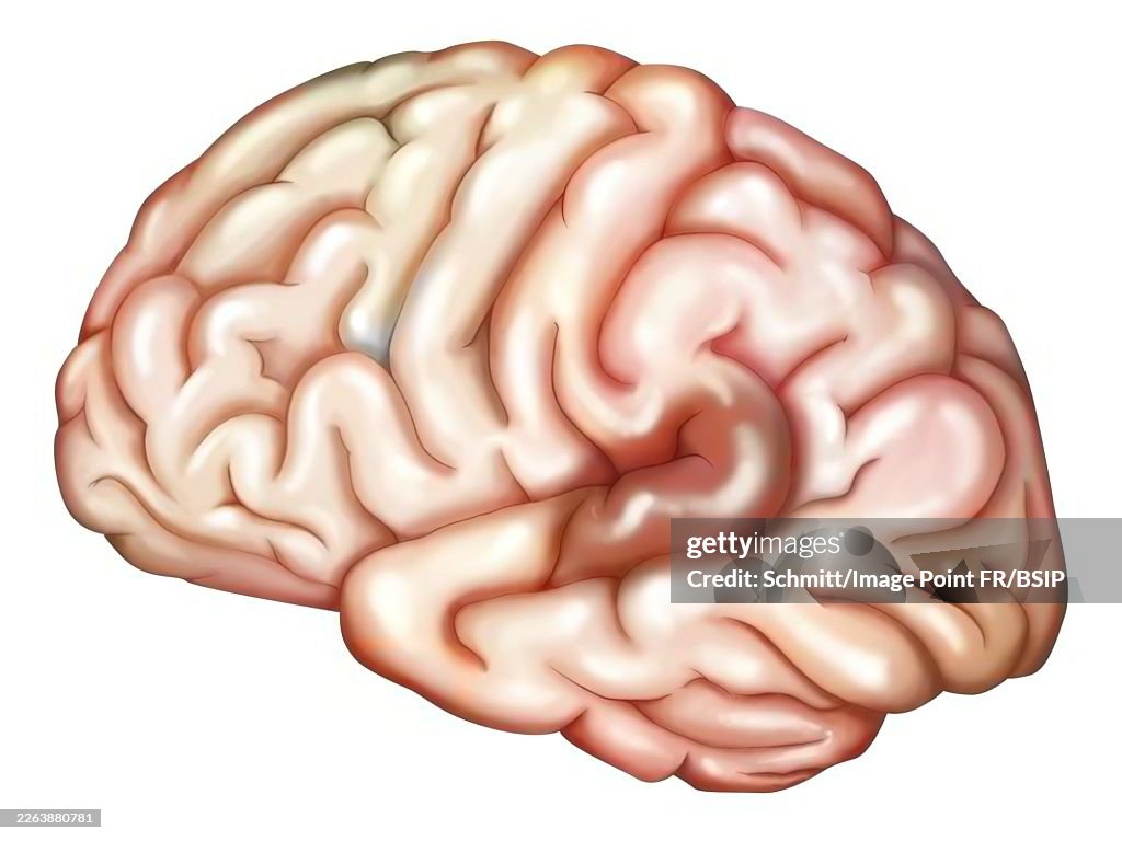 Auditory cortex