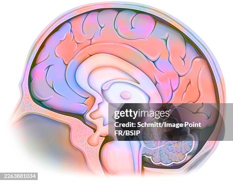 Brain Brain