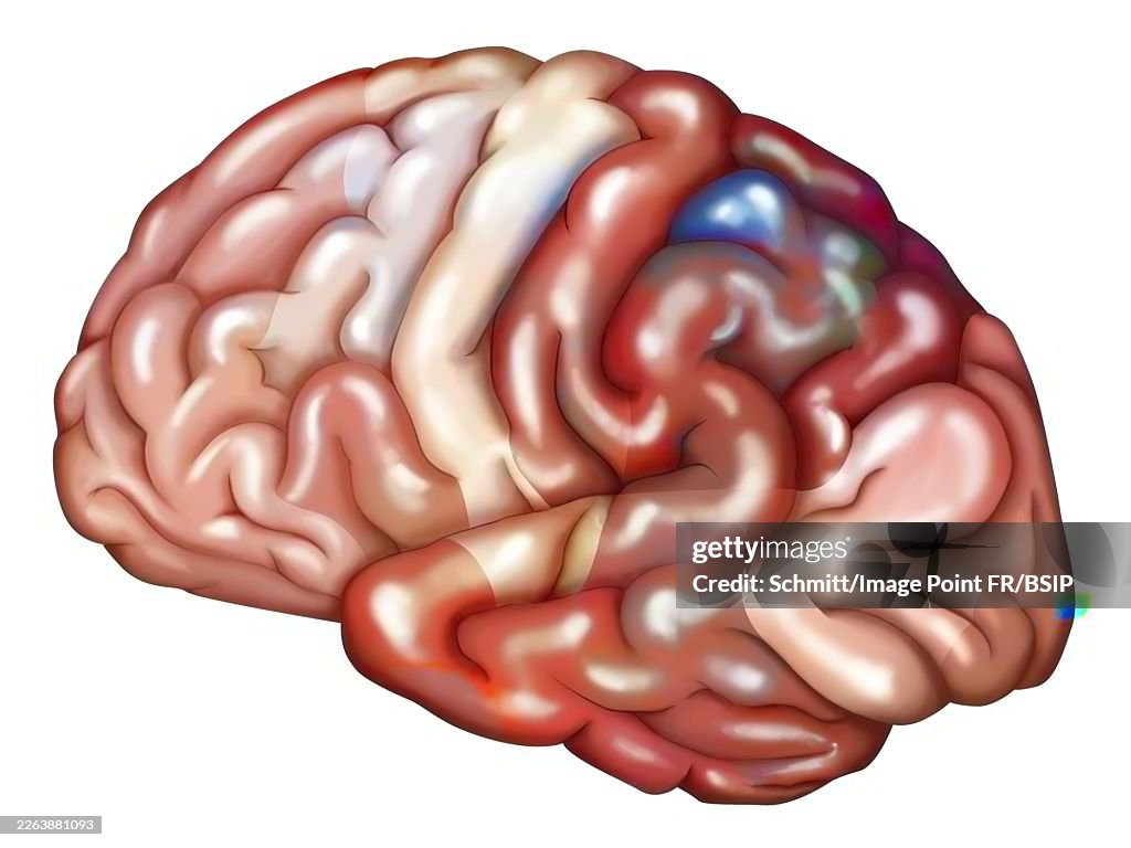 Cerebral cortex