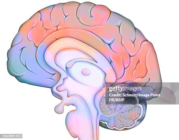 brain - human bladder stock illustrations