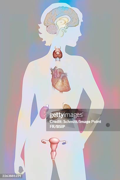 endocrine gland - thyroid hormone stock illustrations