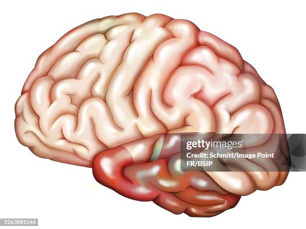brain lobe - audition stock illustrations