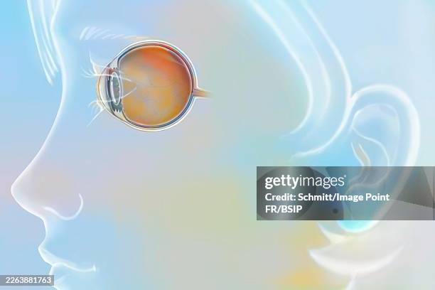 eye - profile stock illustrations