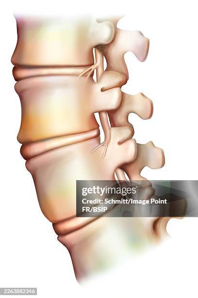 lumbar vertebra - bone marrow stock illustrations