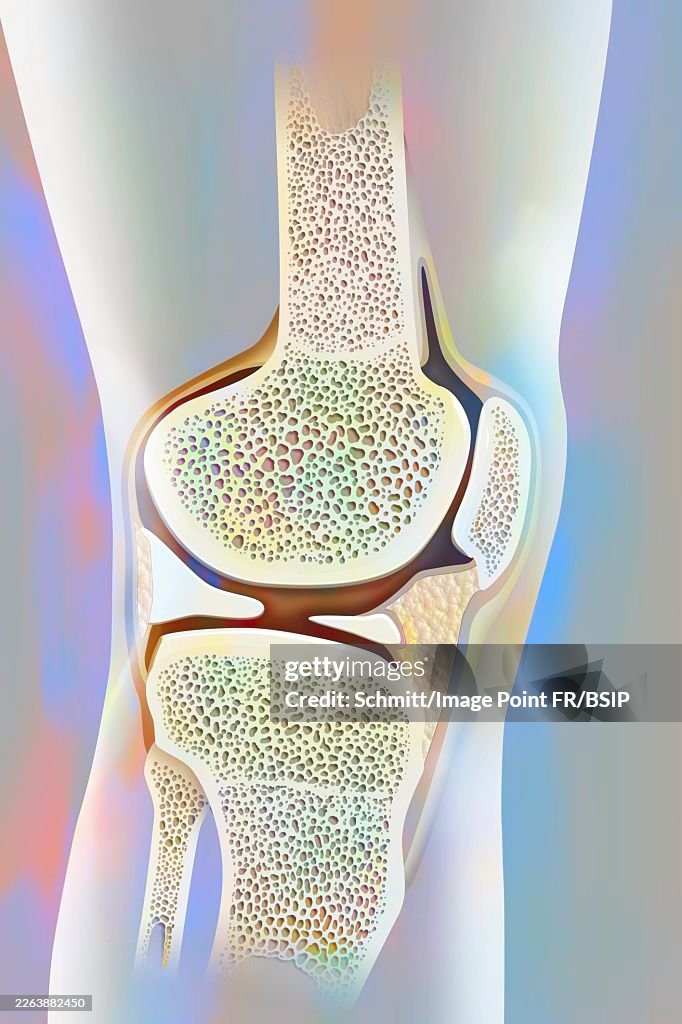Knee