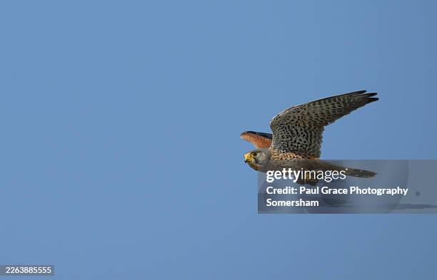 kestrel (falco tinnunculus) with prey. - kestrel stock pictures, royalty-free photos & images