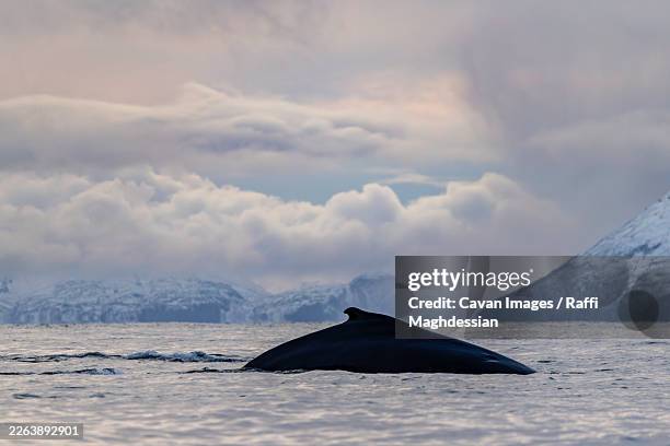 humpback whale surfaces beneath arctic clouds - whale surfacing stock pictures, royalty-free photos & images