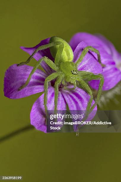 34 Green Huntsman Spider Stock Photos and High-Res Images - Getty