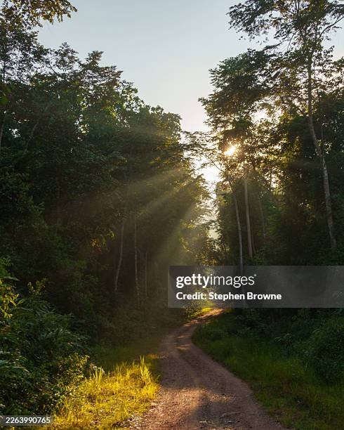 Sun rays on winding rainforest dirt road
