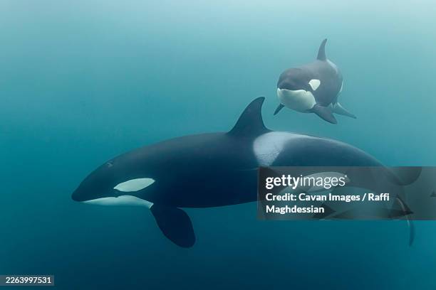 mother orca and calf gliding peacefully through arctic waters - orca calf stock pictures, royalty-free photos & images