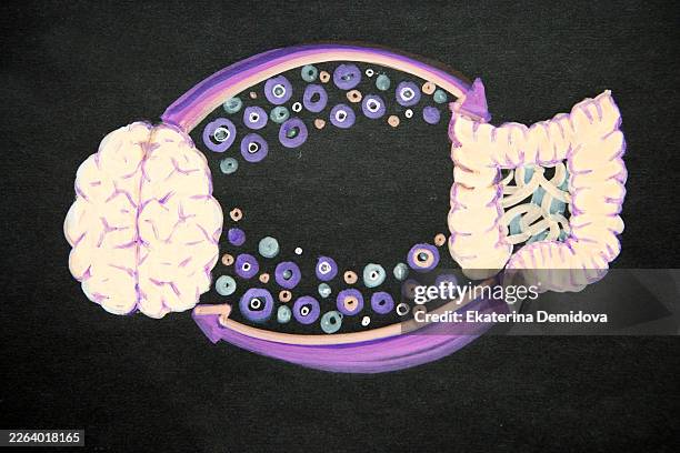 gut-brain axis showing connection between brain and intestine - microbiome stock pictures, royalty-free photos & images