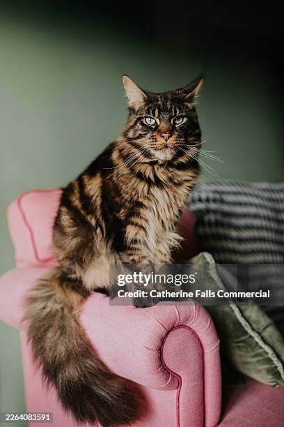 a fluffy brown tabby maine coon with striking green eyes sits perched on the arm of a pink upholstered chair in a cozy indoor setting. - maine coon katze stock-fotos und bilder