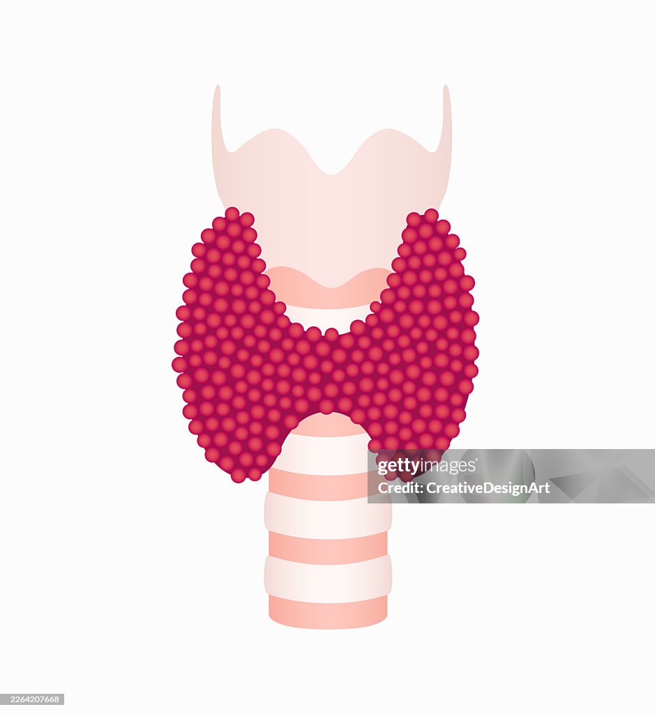 Human Thyroid Gland On White Background. Endocrine System Anatomy And Healthcare Concept