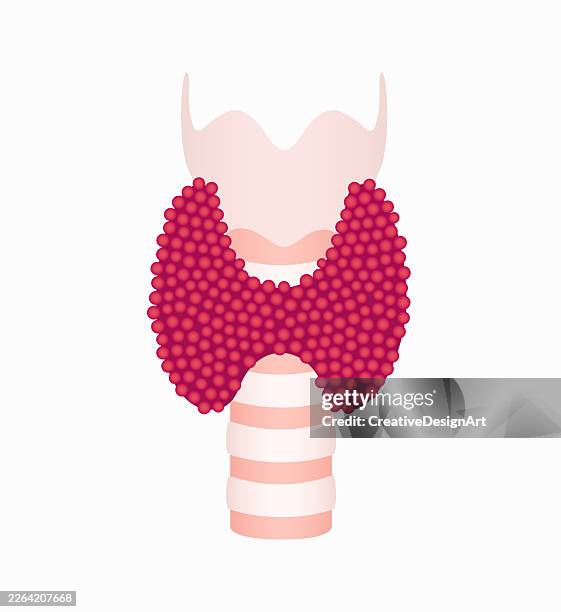 human thyroid gland on white background. endocrine system anatomy and healthcare concept - follicular thyroid cancer stock illustrations