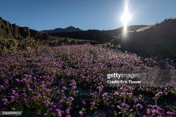 Death Valley, CA Flowers blooming on Tuesday, March 3, 2026 in Death Valley, CA.