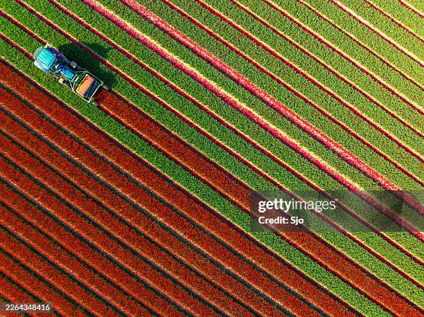 tulip topping tractor in a field of tulips during springtime see - agricultural machinery stock pictures, royalty-free photos & images