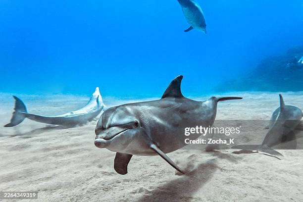 close-up of a curious dolphin approaching a diver while looking directly into the camera - dolphin stock pictures, royalty-free photos & images