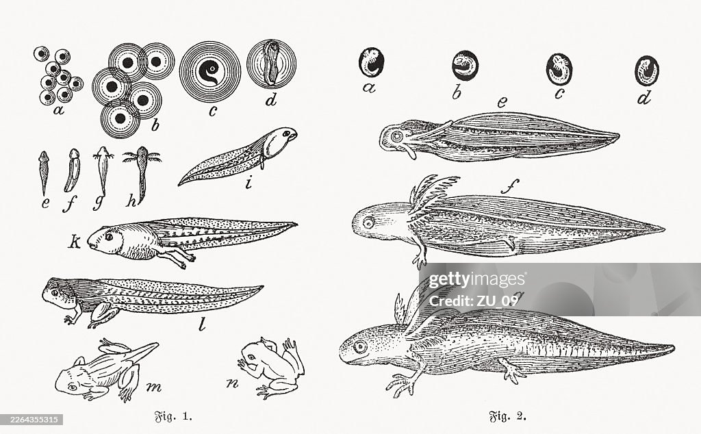 Metamorphosis of amphibians: Frog and Axolotl, wood engravings, published ca.1890