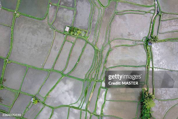 aerial view of a field of rice paddies. - lawn aeration stock pictures, royalty-free photos & images