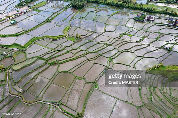 aerial view of a field of rice paddies. - lawn aeration stock pictures, royalty-free photos & images