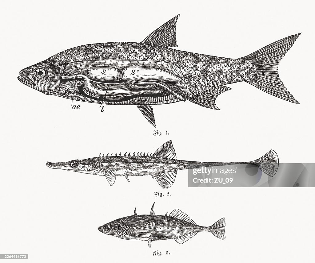 Whitefish and Stickleback, wood engravings, published ca. 1890