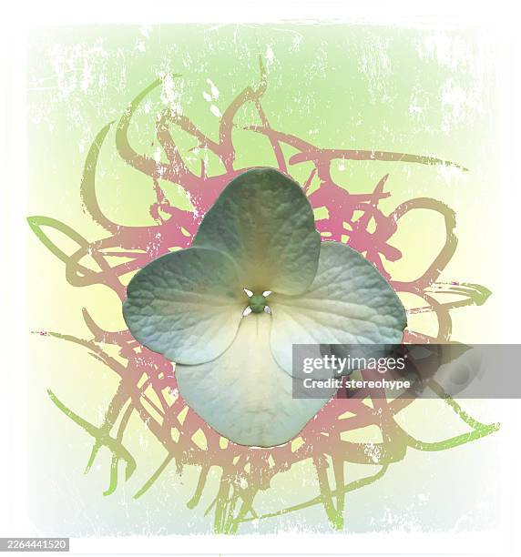 hydrangea flower - hydrangea stock illustrations