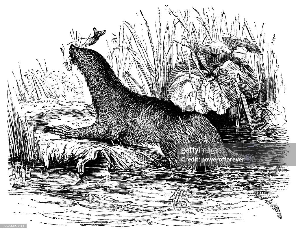 Eurasian River Otter (Lutra Lutra) - 19th Century