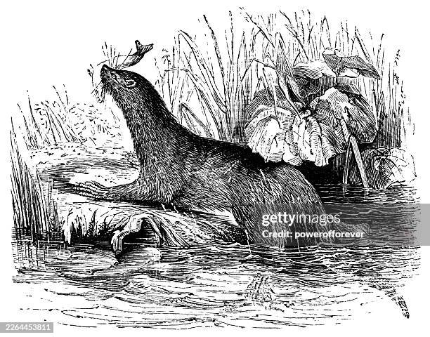 eurasian river otter (lutra lutra) - 19th century - european otter stock illustrations
