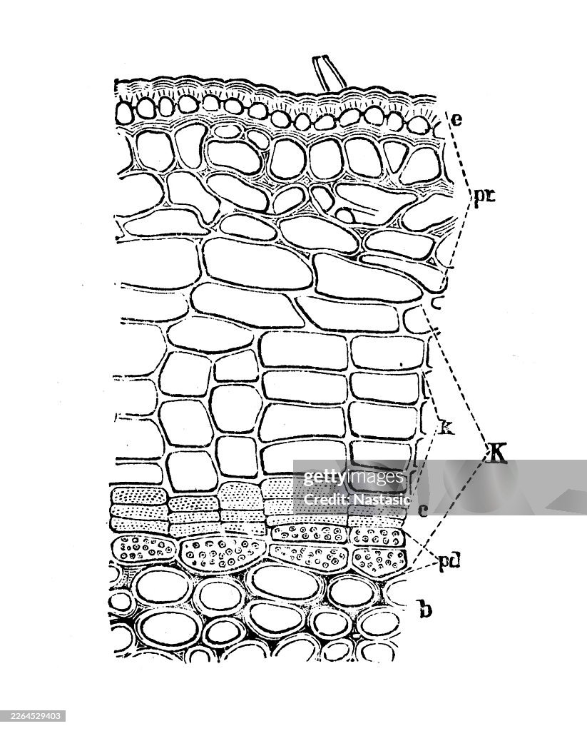 This botanical engraving illustrates the internal cellular structure of a one-year-old twig of the Blackcurrant (Ribes nigrum)