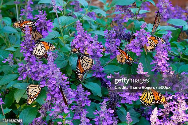 monarch butterflies feeding on vibrant purple salvia flowers in a lush garden - monarch butterfly stock pictures, royalty-free photos & images