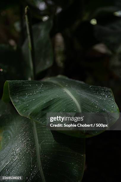 close-up of fresh green leaves covered in glistening raindrops after a gentle shower - wet stock pictures, royalty-free photos & images