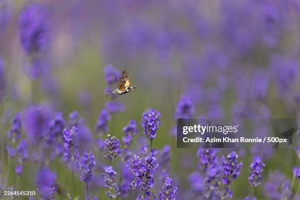 hummingbird hawk-moth hovers gracefully over vibrant purple lavender flowers in a sunny field, captured with a shallow depth of field - pollinator stock pictures, royalty-free photos & images