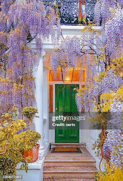 elegant london townhouse entrance with green door surrounded by blooming wisteria and ornate iron balcony in spring in chelsea, london, england, uk - notting hill stockfoto's en -beelden