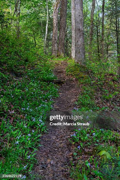 pathway in the woods surrounded by purple dwarf crested iris - dwarf iris stock pictures, royalty-free photos & images