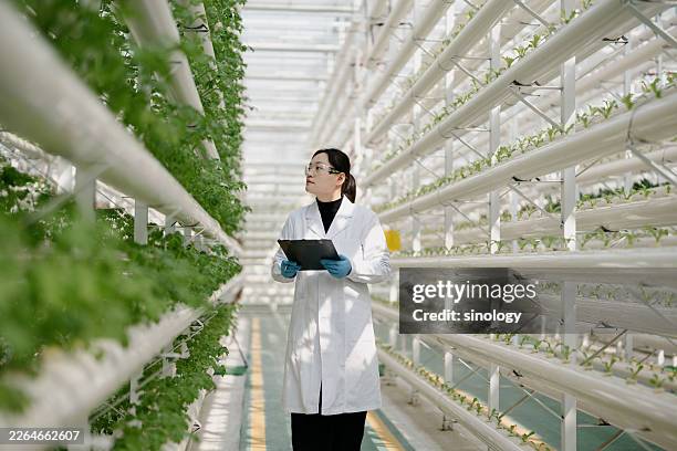 agricultural scientists are examining hydroponic vegetables in the laboratory - botanist stock pictures, royalty-free photos & images