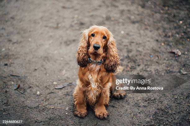 cocker spaniel dog looking at camera - cocker spaniel stock pictures, royalty-free photos & images