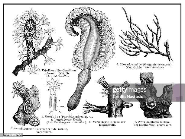 precious coral - diploria labyrinthiformis stock illustrations