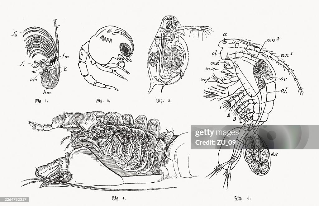 Crustaceans, wood engravings, published ca. 1890