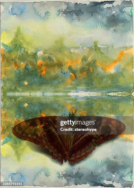 forest butterfly - moth wings stock illustrations