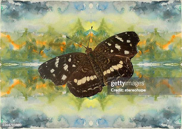 black butterfly in forest - blue morpho stock illustrations