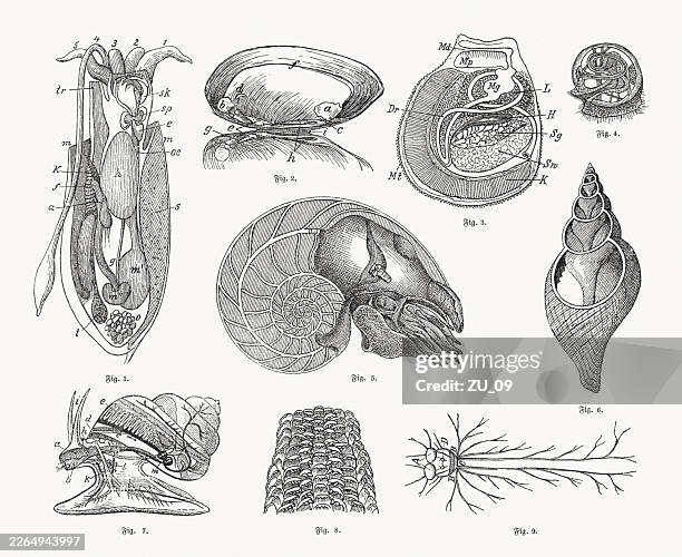 molluscs (mussels and snails), wood engravings, published ca. 1890 - squid stock illustrations
