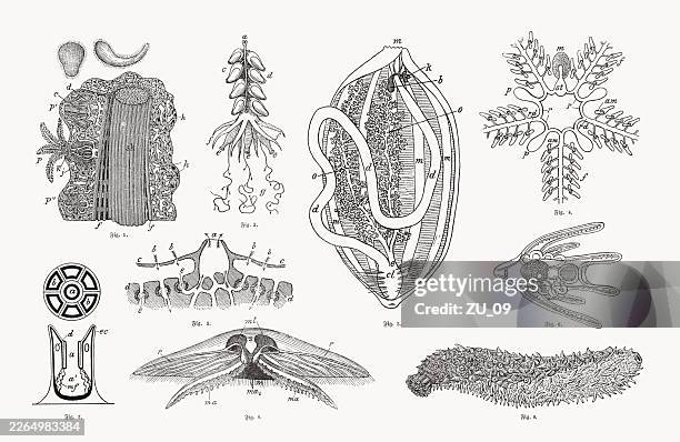tunicates: echinoderms, cnidarians, jellyfish, wood engravings, published ca. 1890 - brittle starfish stock illustrations