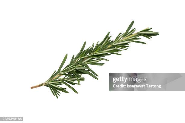 fresh green rosemary isolated on a white background. rosemary twig top view. - rosmarino foto e immagini stock